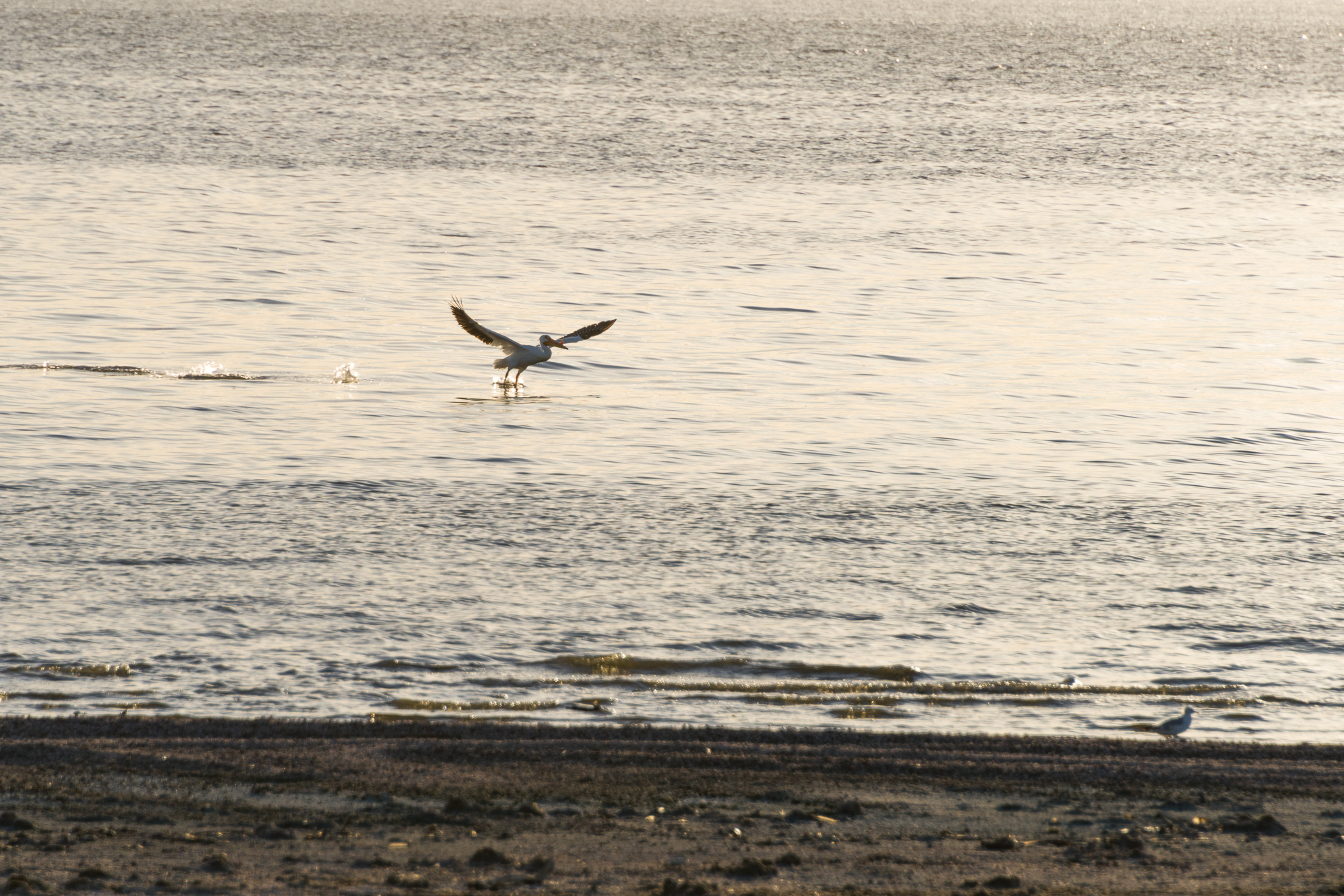 BadwaterSaltonSea2013-(20130506)-047