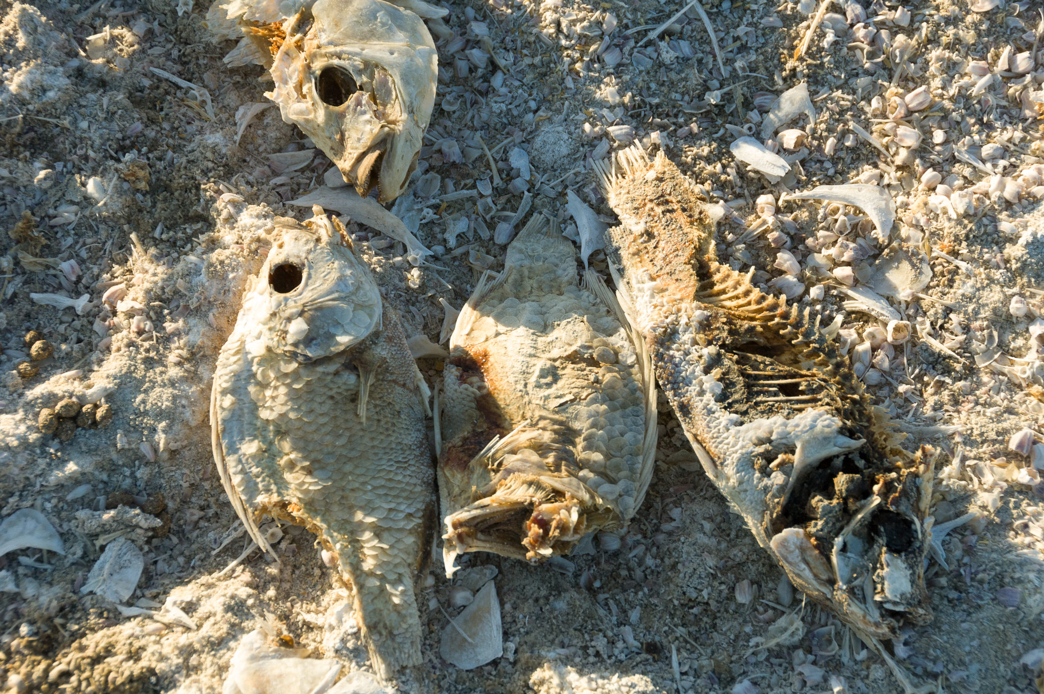 BadwaterSaltonSea2013-(20130506)-061