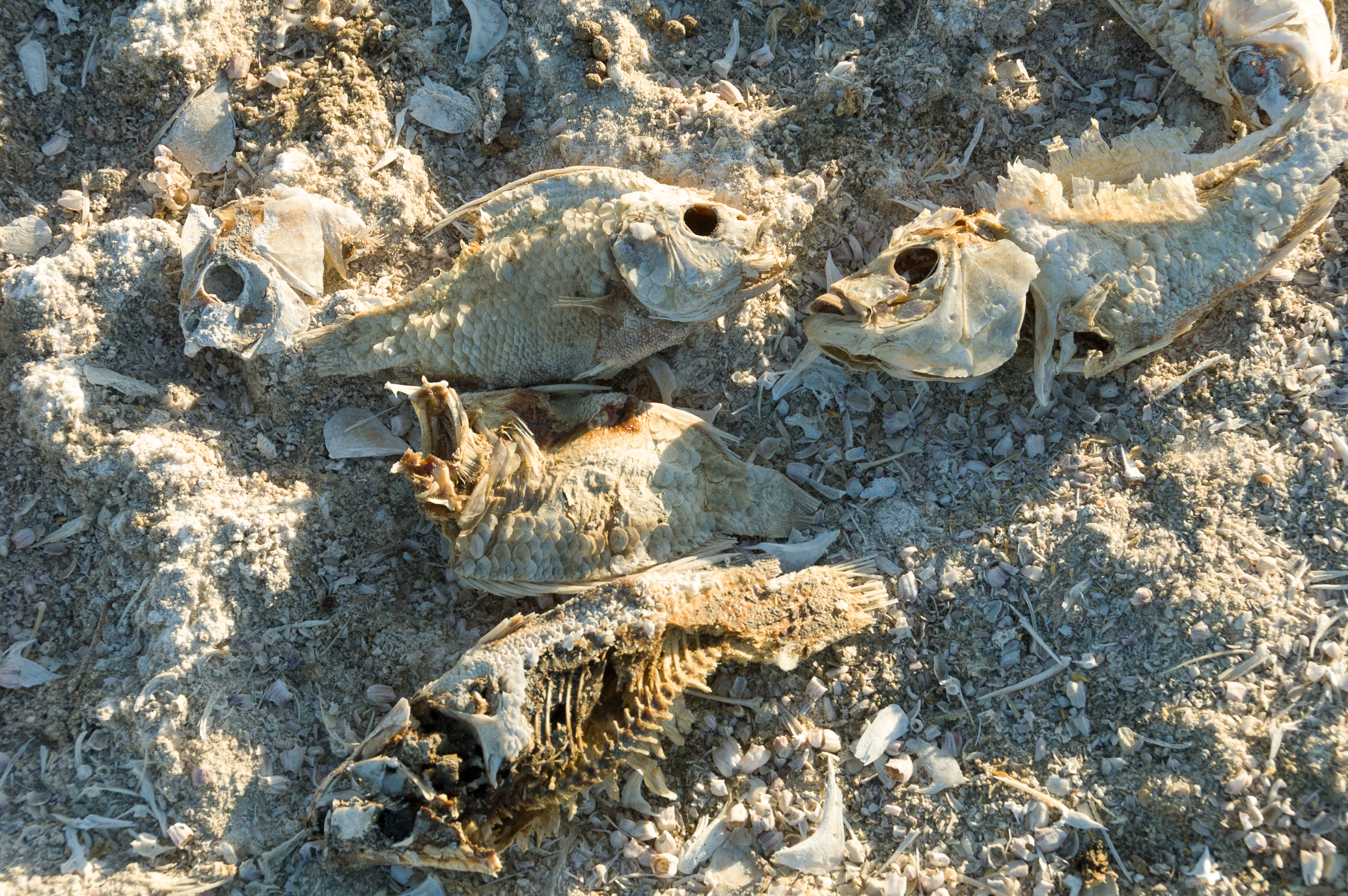 BadwaterSaltonSea2013-(20130506)-063